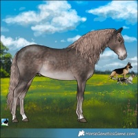 Horse Color:Platinum Liver Chestnut Rabicano 