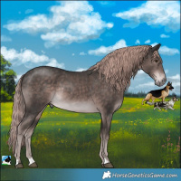 Horse Color:Platinum Liver Chestnut Rabicano