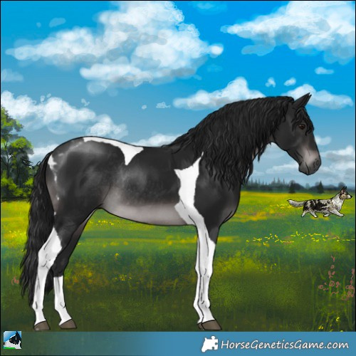 Horse Color:Gray Platinum Brown Mushroom Tobiano Rabicano