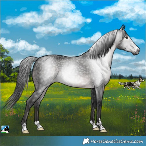 Horse Color:Gray Platinum Brown Rabicano 