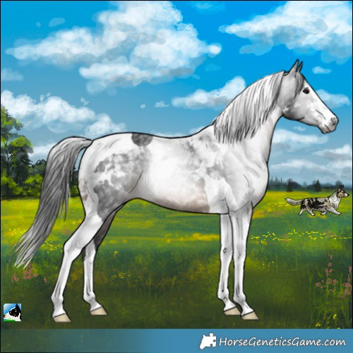 Horse Color:Gray White Spotted Brown Tobiano
