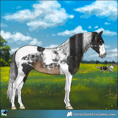 Horse Color:Gray White Spotted Brown Tobiano 