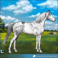 Horse Color:Gray White Spotted Brown Tobiano