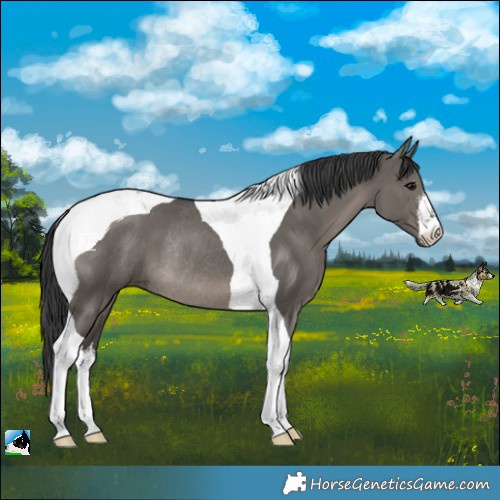 Horse Color:Platinum White Spotted Grullo Tobiano Rabicano 