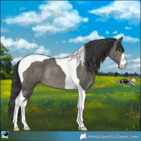 Horse Color:Platinum White Spotted Grullo Tobiano Rabicano