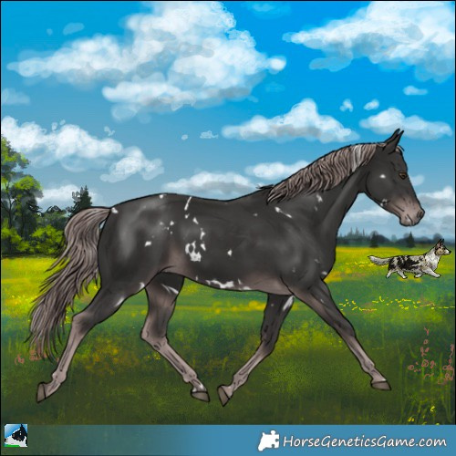 Horse Color:Platinum White Spotted Liver Chestnut Rabicano