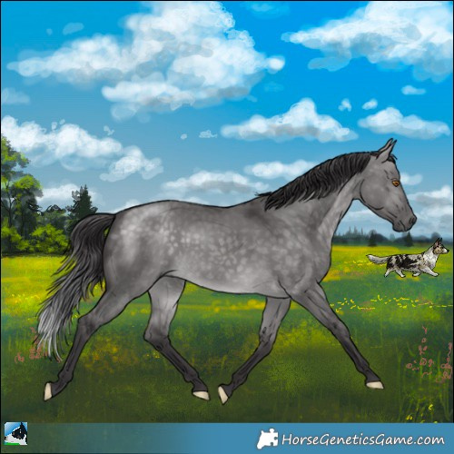 Horse Color:Platinum White Spotted Buckskin Dun Rabicano
