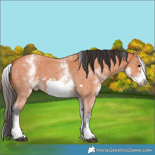 Horse Color:White Spotted Bay Sabino Frame 