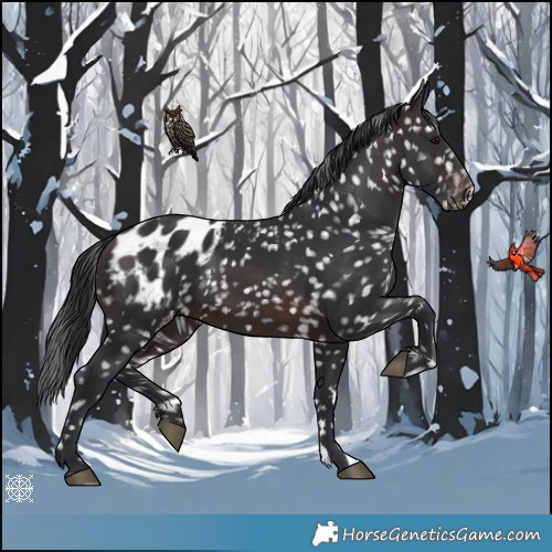 Horse Color:Brown Appaloosa