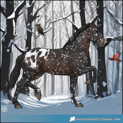 Horse Color:Brown Appaloosa 