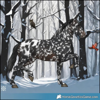Horse Color:Brown Appaloosa 