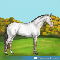 Horse Color:Liver Red Dun Roan Splash Appaloosa