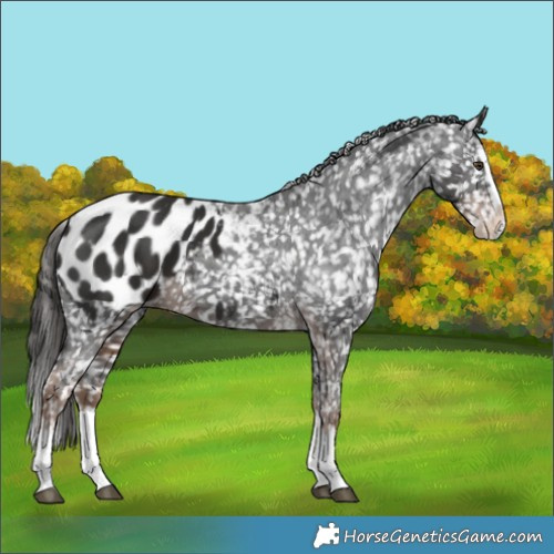 Horse Color:Liver Chestnut Splash Appaloosa