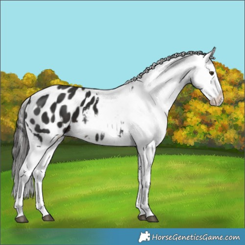 Horse Color:Liver Chestnut Splash Appaloosa 