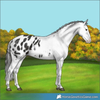 Horse Color:Liver Chestnut Splash Blanket 