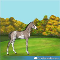 Horse Color:White Spotted Liver Red Dun Sabino Frame