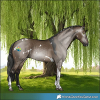 Horse Color:Gray White Spotted Brown Dun Tobiano 
