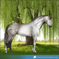 Horse Color:Gray White Spotted Brown Dun Tobiano 
