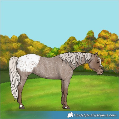 Horse Color:Silver Blue Roan Appaloosa Rabicano 
