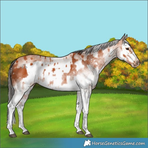 Horse Color:White Spotted Bay Splash  and White Spotted Bay Splash Frame 