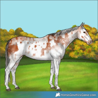 Horse Color:White Spotted Bay Splash  and White Spotted Bay Splash Frame 