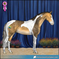 Horse Color:Buckskin Splash Tobiano 