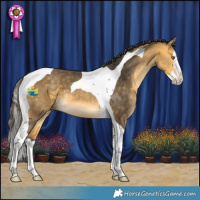 Horse Color:Buckskin Splash Tobiano 