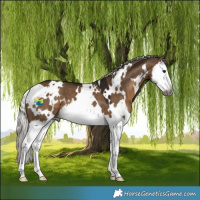 Horse Color:Gray White Spotted Silver Brown Dun Splash 