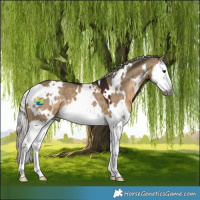 Horse Color:Gray White Spotted Silver Brown Dun Splash 