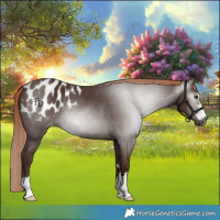Horse Color:Gray Chestnut Appaloosa 