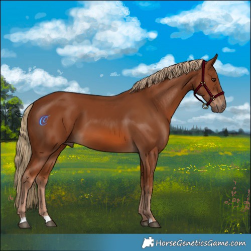 Horse Color:Chestnut 