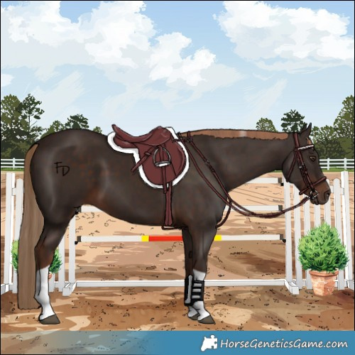 Horse Color:Liver Chestnut Tobiano 