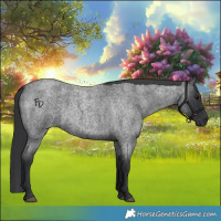 Horse Color:Blue Roan 
