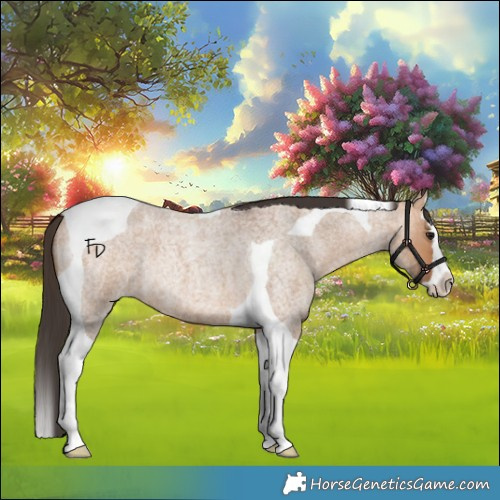 Horse Color:Bay Roan Dun Splash Tobiano 