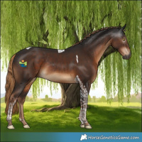Horse Color:Gray Liver Chestnut Tobiano Rabicano 