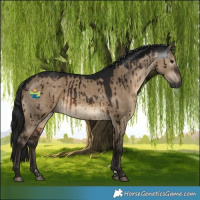 Horse Color:Gray Brown Dun Rabicano Brindle 