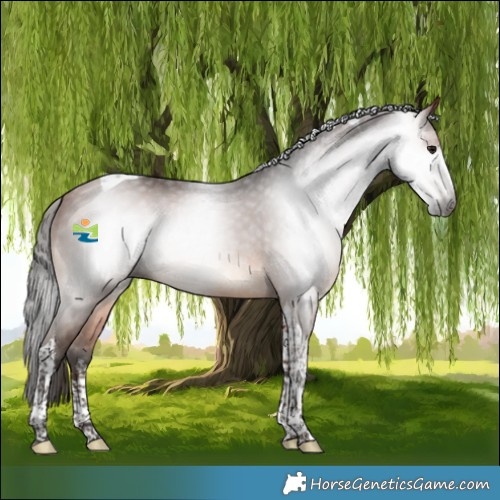 Horse Color:Gray White Spotted Bay Tobiano 