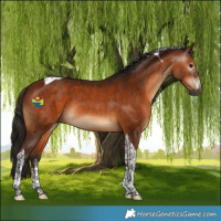 Horse Color:Gray White Spotted Bay Tobiano