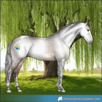 Horse Color:Gray White Spotted Bay Tobiano 