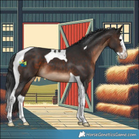 Horse Color:Brown Splash Tobiano 