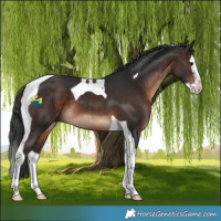 Horse Color:Brown Splash Tobiano 