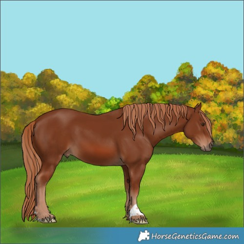Horse Color:Chestnut 