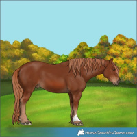 Horse Color:Chestnut 