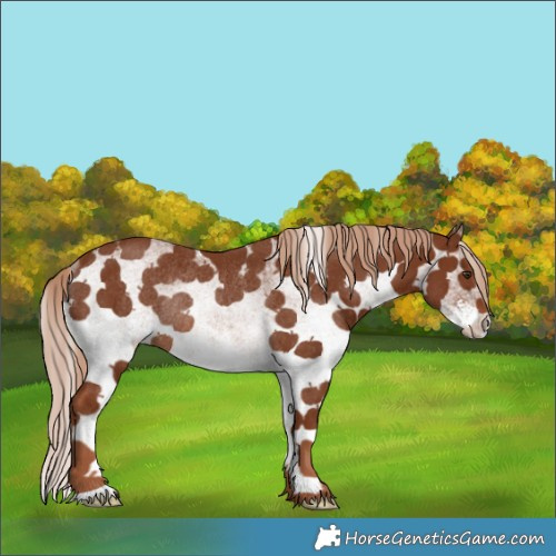Horse Color:White Spotted Chestnut Rabicano 