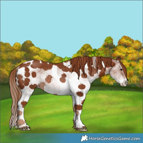 Horse Color:White Spotted Chestnut Tobiano Rabicano 