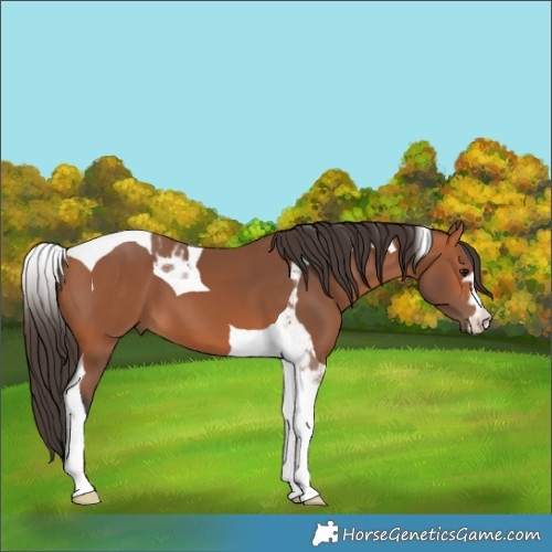 Horse Color:Bay Tobiano 