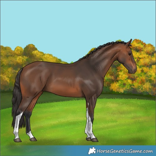 Horse Color:Bay Tobiano 