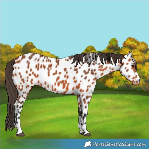 Horse Color:Bay Appaloosa
