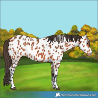 Horse Color:Bay Appaloosa
