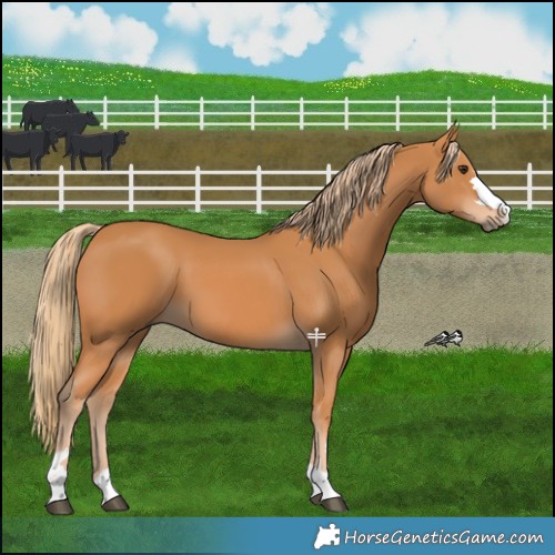 Horse Color:Chestnut 
